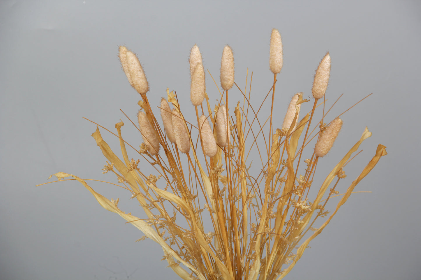 Various Dried Bunny Grass Bunny Tails Dried Flowers Grass for Flower Arrangements Wedding Home Decor Fall Floral Bundle